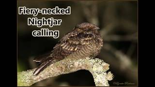 Fierynecked Nightjar calling [upl. by Darees]