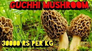 Gucchi Mushroom  Guchhi Morel Mushrooms  Mushroom Cultivation In India  Morchella Esculenta [upl. by Zurc]