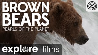 Brown Bears of Katmai Alaska  Pearls of the Planet [upl. by Ahsemit]