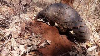 Temmincks Ground Pangolin [upl. by Arerrac]