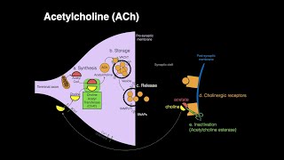 Acetylcholine ACh [upl. by Nauqaj]