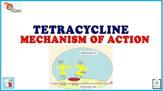 Tetracycline Mechanism of Action [upl. by Cutcliffe897]