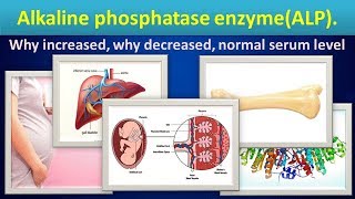 Alkaline phosphatase enzymeALP why increaseddecreasednormal range [upl. by Cirala]