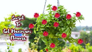 Baby Sun Rose flower plant care tips  Best Flowering Hanging Basket Succulent plant for Beginners [upl. by Ahsinrev]