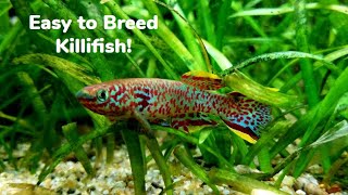 Breeding Gardneri Killifish Great Beginner Killifish [upl. by Jeremiah443]