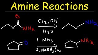 Amine Synthesis Reactions [upl. by Ibob]