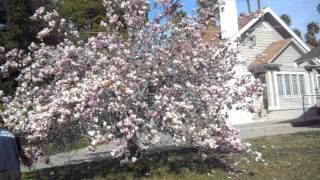 Magnolia soulangeana in full bloomAVI [upl. by Alessandra]