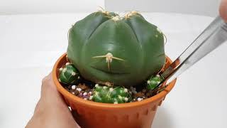 Gymnocalycium Horstii Cactus  Propagating pups [upl. by Riha708]