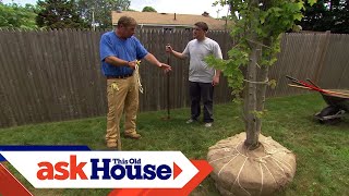 How to Plant a LargeShade Tree  Ask This Old House [upl. by Kermie]