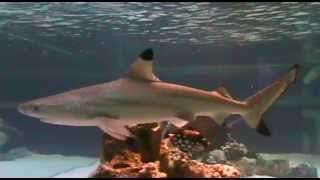 BLACK TIP REEF SHARK HOME TANK [upl. by Aehtorod563]