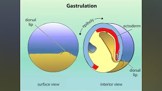 GASTRULATION OF AMPHIBIANS ANIMATED  NEET BSc MSc NET SET RPSC AP amp OTHER COMPETITIVE EXAMS [upl. by Eeslek]