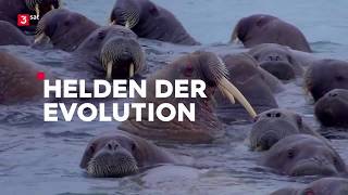 3Sat Doku  Helden der Evolution 23 Meeressäuger [upl. by Rolat]