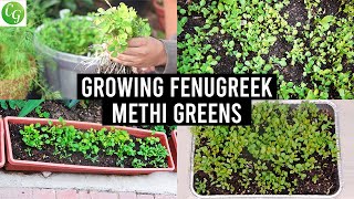 How to grow Fenugreek Greens Methi in your garden [upl. by Lledrac]