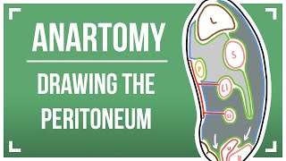 Drawing The Peritoneum [upl. by Mungo]