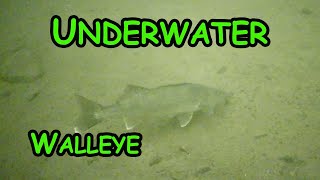 Ice Fishing Walleye with Underwater Camera Top 5 Lures [upl. by Whitney55]