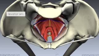 Pelvic Floor Part 1  The Pelvic Diaphragm  3D Anatomy Tutorial [upl. by Arracat124]