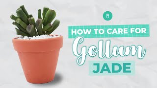 How to care for Gollum Jade  Crassula Ovata Succulents  Full Care Guide [upl. by Eirotal]