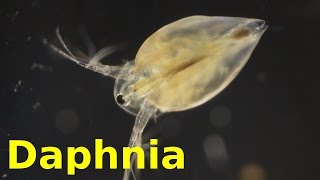 Daphnia [upl. by Ahsercal]