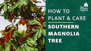 Southern Magnolia Tree  How to Plant amp Care [upl. by Alphonsa]