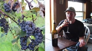 Making WINE from HOME GROWN Organic GRAPES  First Steps [upl. by Hnoj701]