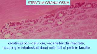 STRATUM GRANULOSUM OF EPIDERMIS [upl. by Sillek]