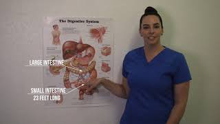 COLON ANATOMY  Large intestine anatomy part 5  Suyash shukla [upl. by Ebenezer160]