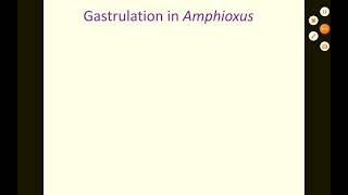 Gastrulation in Amphioxus [upl. by Ennasil]