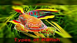 6 Types Of Killifish You Never Seen Before [upl. by Ikir433]