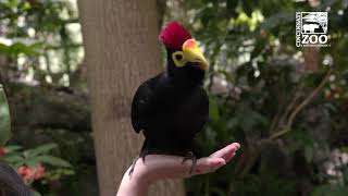 Zulu the Lady Ross Turaco is Excited about Zoo La La  Cincinnati Zoo shorts [upl. by Jard]