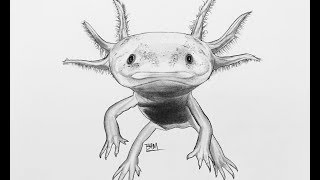 DRAWING the Axolotl [upl. by Anirehtak]