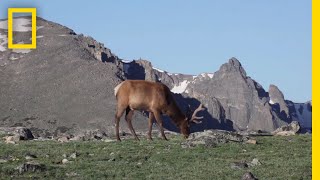 What Are Tundras  National Geographic [upl. by Fish531]