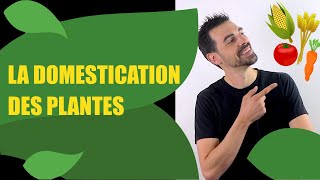 COURS DE TERMINALE SPÉCIALITÉ SVT CHAP11 LA DOMESTICATION DES PLANTES Bio Logique [upl. by Bomke56]