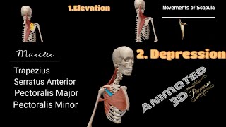 Levator Scapulae Shoulder Series Part 3 3D Animation [upl. by Pembroke2]