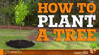 How To Plant A Tree  PlantingTree™ [upl. by Seiber]