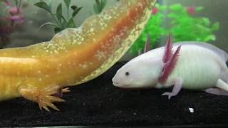 Axolotls breeding [upl. by Llemij]