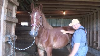 Switching to Suffolk Horses at Riceland Meadows [upl. by Bohlen]