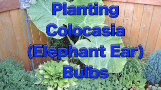 Planting Colocasia Esculenta Bulbs [upl. by Aevin539]