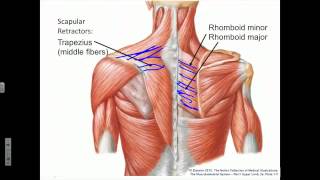 Scapular Movements amp Their Importance EXPLAINED [upl. by Acissj]