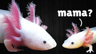 How to Raise Baby Axolotls ft Frankies Aquatics [upl. by Alhsa]