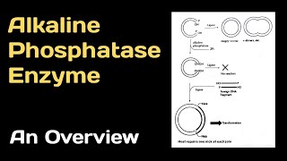 Alkaline Phosphatase Enzyme An Overview [upl. by Nerrot]