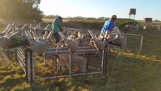 Mulesing at Colane Station Nyngan NSW [upl. by Lunt]