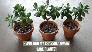 Separating amp repotting my Crassula Ovata Jade plants [upl. by Gilemette]