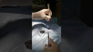 Canine Meibomian Cyst Removal [upl. by Barncard]