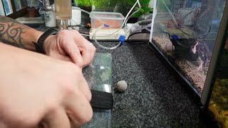 HOW TO BREED KILLIFISH STEEL BLUE LYRETAIL [upl. by Schaaff]