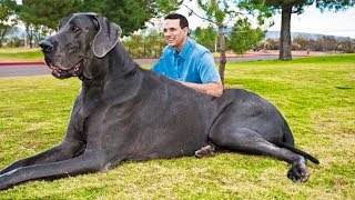 THE BIGGEST DOGS In The World [upl. by Nageek]