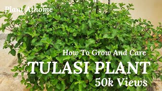 Simple Ways To Care Tulasi plant At Home  Tulasi Plant  Basil Plant  How to Care Tulsi Plant [upl. by Nitnilc]