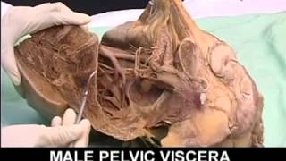 AnatomyPelvis and Perineum Videos1 [upl. by Lyrrad]