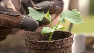 How to Grow From Seed  Mitre 10 Easy As Garden [upl. by Bambie]