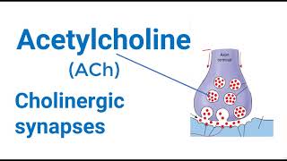 Cholinergic Synapse Mechanism [upl. by Chalmer]