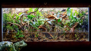 INCREDIBLE FireBellied Toad Island Paludarium with Waterfalls [upl. by Ydennek]